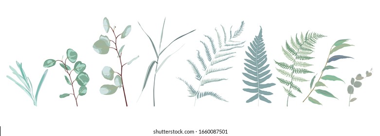 Eucalyptus seeded, fern, asparagus  designer art watercolor style foliage natural branches leaves elements set, collection. Cute elegant illustration for design.