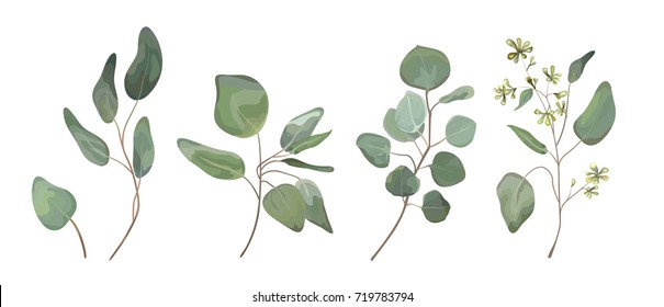 Eucalyptus seeded silver dollar tree leaves designer art, foliage, natural branches elements in watercolor rustic style set collection. Vector nature decorative various elegant illustration for design