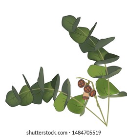 eucalyptus with seeds branch green vector