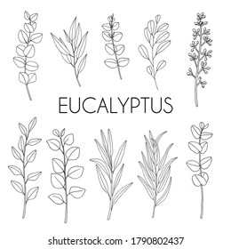 Eucalyptus. Set With Branches And Leaves. Hand Drawn Vector Illustration In Sketch Outline Style.