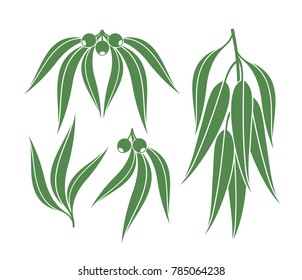 Eucalyptus set. Isolated eucalyptus on white background. EPS 10. Vector illustration