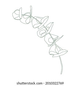 Eucalyptus Silver Dollar Branch Continuous Line Drawing. One Line Minimalism Art