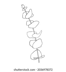 Eucalyptus silver dollar branch continuous line drawing. One line minimalism art