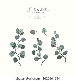 Eucalyptus Silver Dollar branch. Hand drawn wedding herb, plant elegant leaves for invitation save the date card design. Botanical rustic trendy greenery vector illustration