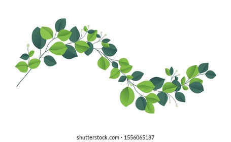 Eucalyptus silver dollar brunch. Beautiful decorative gum tree natural foliage. Green eucalyptus leaves. Hand drawn Vector illustration