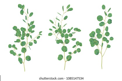 Eucalyptus silver dollar greenery, gum tree foliage natural leaves & branches designer art tropical elements set bundle hand drawn in watercolor style. Vector

