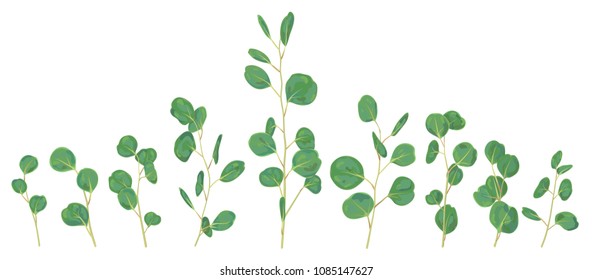 Eucalyptus silver dollar greenery, gum tree foliage natural leaves & branches designer art tropical elements set bundle hand drawn in watercolor style. Vector
