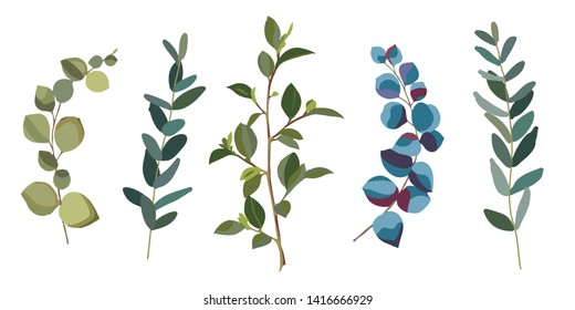 Eucalyptus silver dollar greenery. Set of the eucalyptus branches. Some natural design elements. Vector illustration.