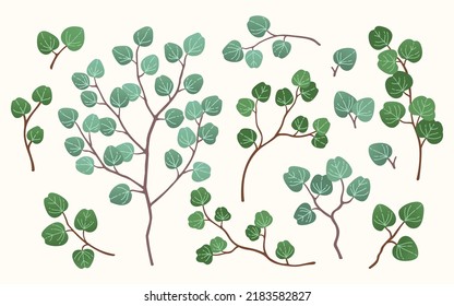 Eucalyptus silver dollar set cut out vector