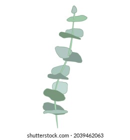 Eucalyptus silver dollar tree leaves natural branches with green leaves tropical pattern. decorative cute elegant illustration of greenery isolated white background