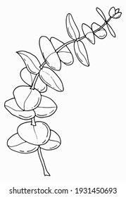 Eucalyptus Sketch. Line Art. White Background, Isolate. Vector Illustration.
