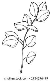 Eucalyptus sketch. Line art. White background, isolate. Vector illustration.	
