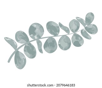 Eucalyptus sprig for compositions and decoration, vector illustration. Trendy greenery for frames and backgrounds. Elegant green eucalyptus branch, isolated object.