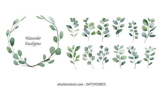 eucalyptus sprigs. set of eucalyptus twigs watercolor illustration .Botanical design