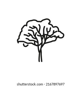 Eucalyptus tree color line icon. Pictogram for web page, mobile app, promo.