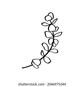 Eucalyptus Tree Foliage Natural Leaves, Branches Designer Art Tropical Elements Hand Drawn In Line Art Style. Vector Decorative Beautiful Elegant Illustration.