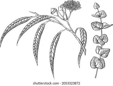 Eucalyptus tree hand-drawn ink vector