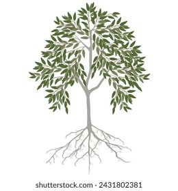 Eucalyptus tree with leaves and roots on a white background.