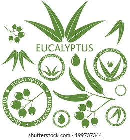 Eucalyptus tree logo. Essential oil sign. Isolated eucalyptus leaves on white background. Vintage style