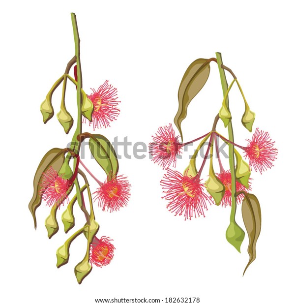 Eucalyptus Tree Natural Pink Flowers Stock Vector Royalty Free