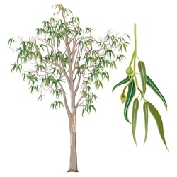 Eucalyptus Tree Vector