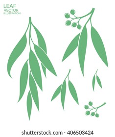 Eucalyptus tree vector. Fresh eucalyptus 