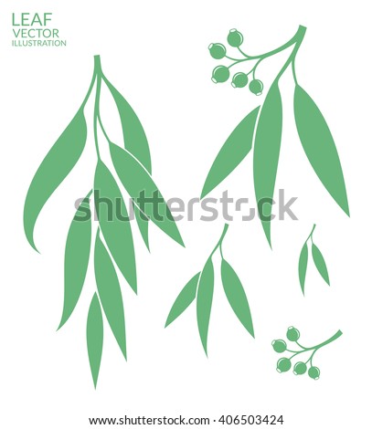 Eucalyptus tree vector. Fresh eucalyptus 