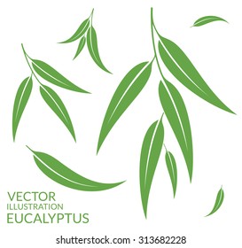 Eucalyptus tree vector. Mindanao gum tree. Isolated eucalyptus leaves on white background