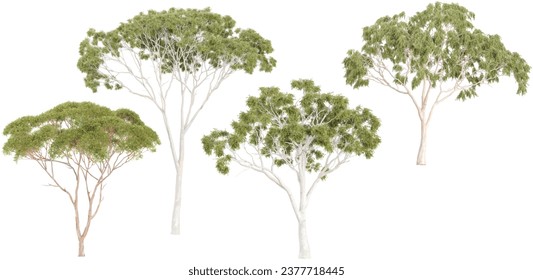 Eucalyptus Trees collection with realistic style