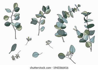 Eucalyptus twigs set. Hand-drawn style. White background, isolate. Vector illustration.
