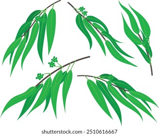 Eucalyptus Twigs. Vector Set. Spring or summer flowers for invitation, wedding or greeting cards.