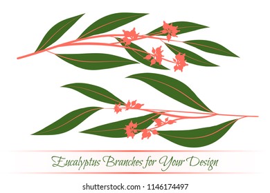 Eucalyptus Vector. Decorative Vector Leaves and Branches. Elegant Foliage. Beautiful Floral Element for Wedding Design. Tropical Plants. Flowers Isolated and Eucalyptus Vector for Card, Invitation.