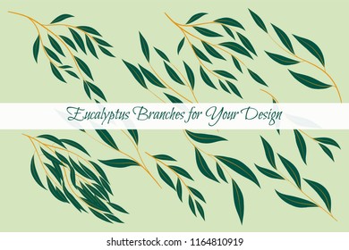 Eucalyptus Vector. Decorative Vector Leaves and Branches. Elegant Foliage. Beautiful Floral Element for Wedding Design. Tropical Plants. Flowers Isolated and Eucalyptus Vector for Card, Invitation.