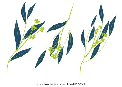 Eucalyptus Vector. Decorative Vector Leaves and Branches. Elegant Foliage. Beautiful Floral Element for Wedding Design. Tropical Plants. Eucalyptus Vector for Card, Invitation, Pattern, Print, Wreath.