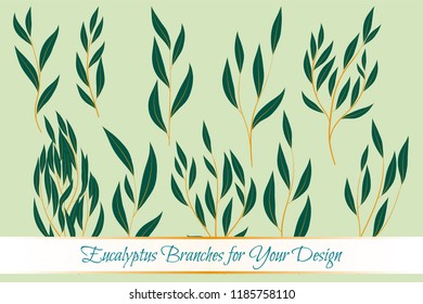 Eucalyptus Vector. Decorative Vector Leaves and Branches. Elegant Foliage. Beautiful Floral Element for Wedding Design. Tropical Plants. Flowers Isolated and Eucalyptus Vector for Card, Invitation.