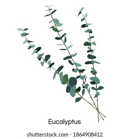 Eucalyptus vector illustration isolated on white background