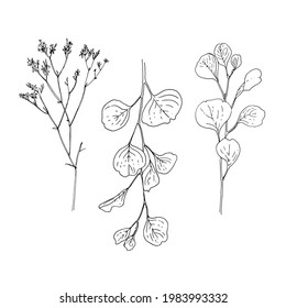 Eucalyptus Vector sketch of flowers by line on a white background. Decor