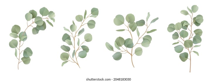 Eucalyptus vector watercolor floral set. Green leaf branches, Silver dollar greenery, natural leaves tropical elements for wedding invitation, stationary, greetings, wallpapers, fashion, background 