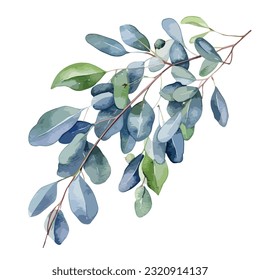 Eucalyptus vector watercolor. Green and blue leaf branches, natural leaves tropical elements for wedding invitation, wallpapers, fashion, isolated on white background, illustration, leaves vector