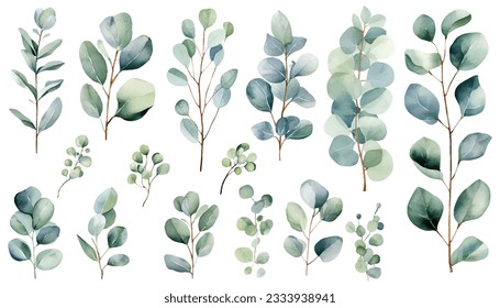 Eucalyptus watercolor clipart set. Green  plant  collection  isolated on white background vector illustration set. 