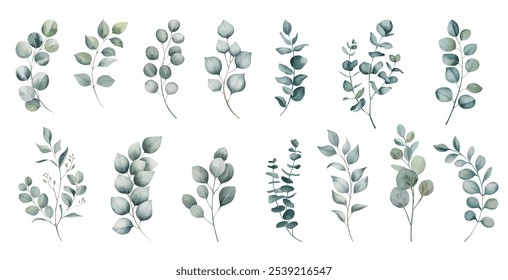 Eucalyptus watercolor leaf branche. Set watercolor herbal elements isolated on white background.