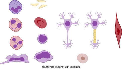 Eucaryotic Cells Icon Set, Muscle Cell, Neuron, Erythrocyte, Monocyte, Macrophage, Basophil, Eosinophil, Neutrophil, Platelet