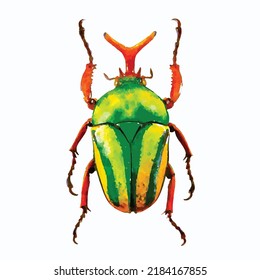 Eudicella Gralli. Beetle Vector Illustration. Tropical Bug On White Background. Entomology Collection. Insect Hand Drawn. Watercolor Style. Clipart For Greeting Card, Logo, Decoration And Design.