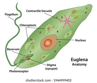 Euglena, Cell Anatomy Of A Protozoa, Labeling The Cell Structures With Nucleus, Reservoir, Photoreceptor, Stigma, Contractile Vacuole, And Chloroplasts. 