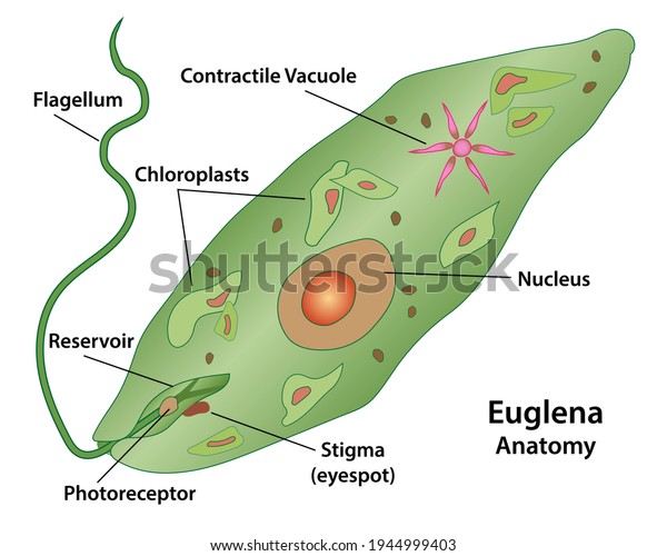 Euglena, cell anatomy of a protozoa,\
labeling the cell structures with nucleus, reservoir,\
photoreceptor, stigma, contractile vacuole, and chloroplasts.\
