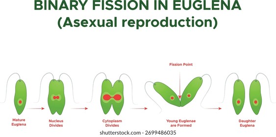 Euglena cell division through binary fission process labeled structure illustration diagram