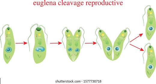 euglena cleavage reproductive, euglena division