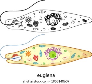 Euglena On Microscope Images Stock Photos Vectors Shutterstock