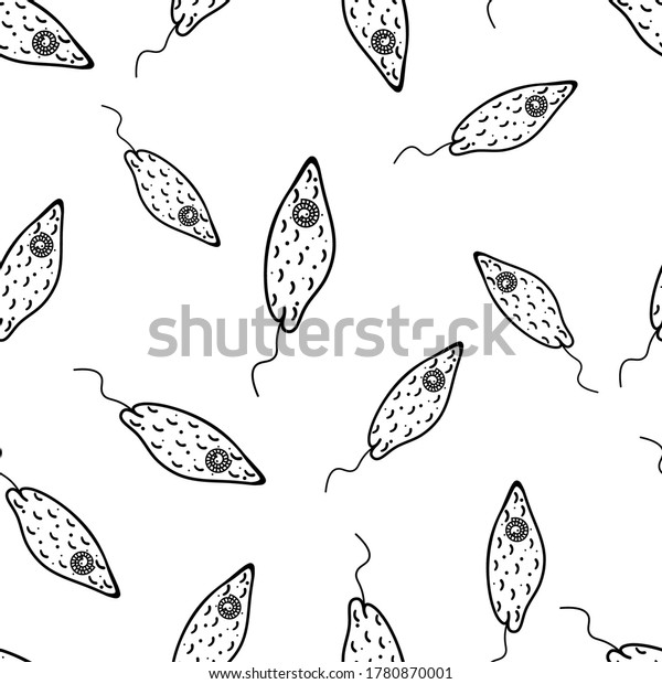 Euglena Green Flagellum Organelles Randomly Located Stock Vector ...