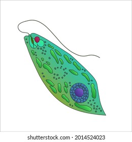 Euglena On Microscope Images Stock Photos Vectors Shutterstock